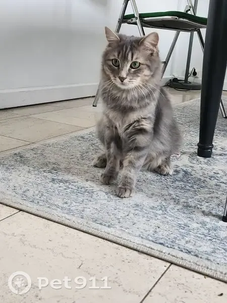 Chatte grise disparue à Tremblay-en-France - photo