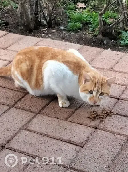 Chat trouvé à Veauche (photo incluse) - photo