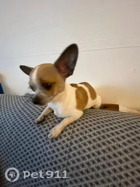 Chihuahua mâle 15 mois perdu à Yerres - photo