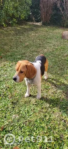 Beagle mâle trouvé à Simiane-Collongue - photo
