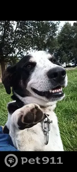 Perdu : Titou, chien blanc et noir à Lavelanet - photo
