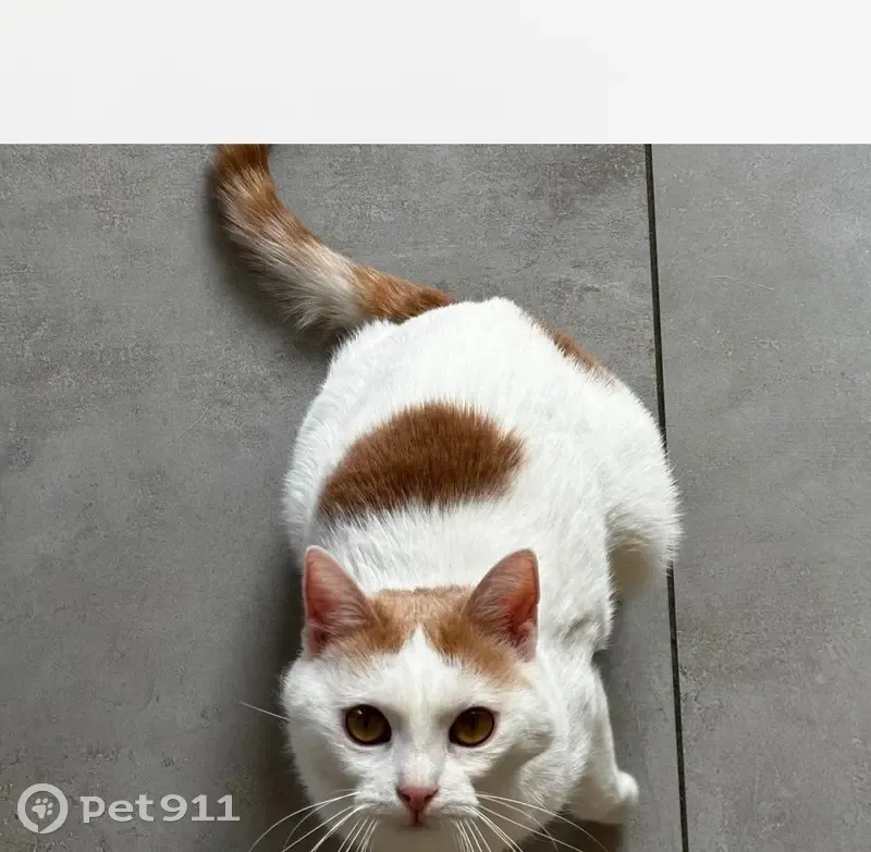 Chat blanc et roux perdu à Lespignan - photo