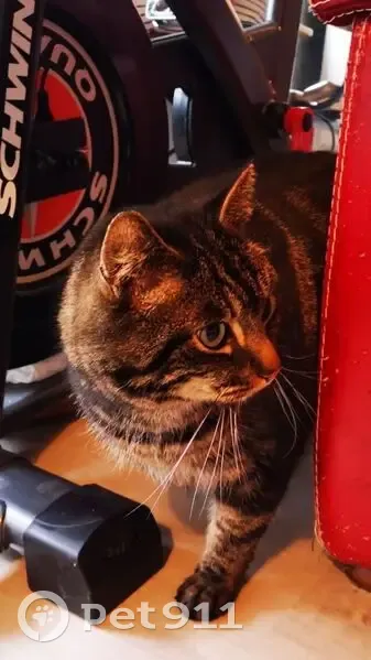 Chat disparue à Nexon : Thémis, 5 ans - photo