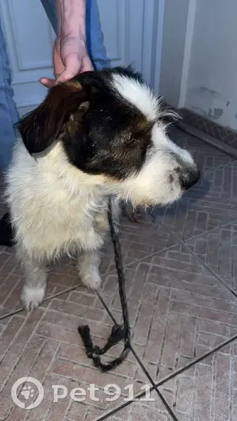 Chien tricolore trouvé à Razimet - photo