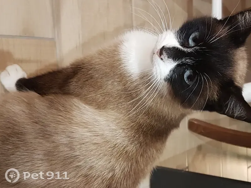 Chatte errante réfugiée dans notre jardin - photo