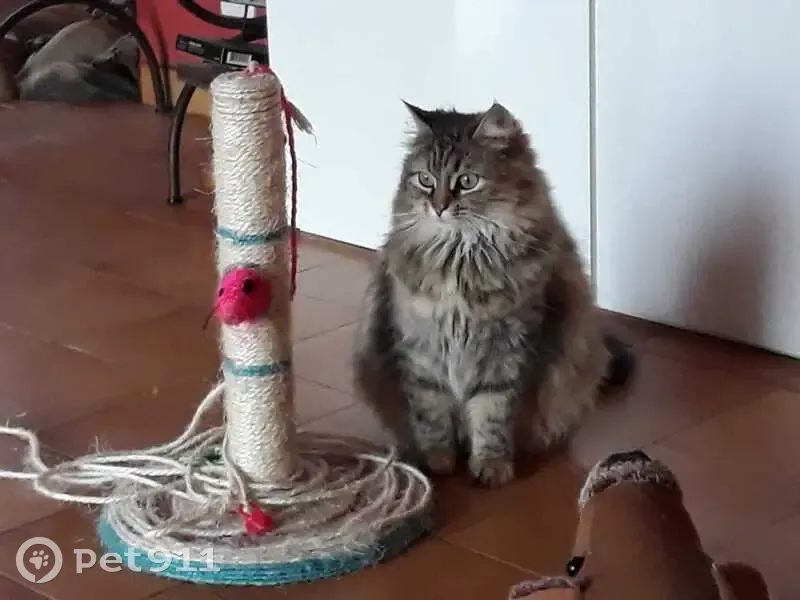 Chatte angora tigrée perdue à Chevrières - photo