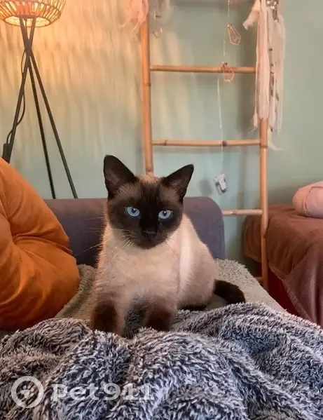Petite minette siamoise disparue à Abrest - photo