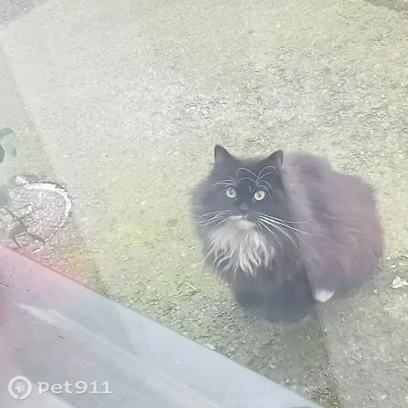 Chatte angora noire trouvée à Tourcoing - photo
