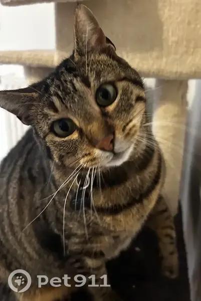 Chat tigré 
