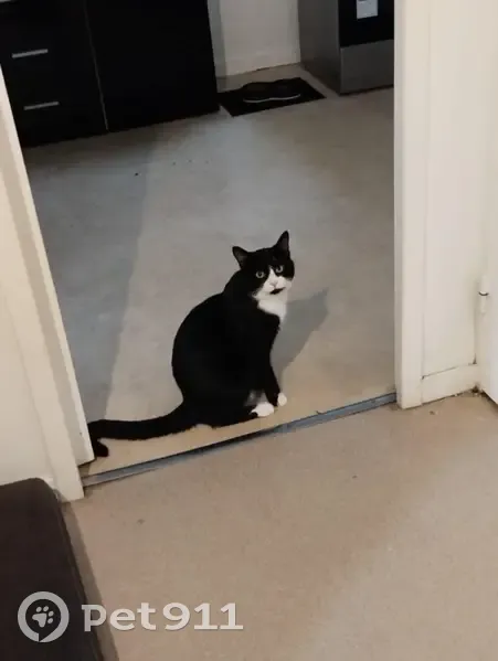 Chat disparu : MELIO, noir et blanc, Reims - photo