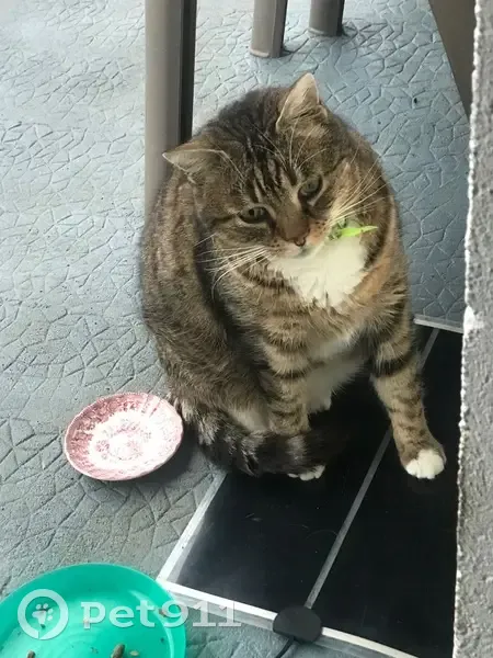 Chatte tigrée trouvée à Montamisé - photo