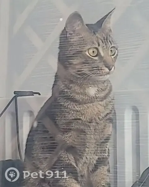 Chat européen mâle tigré disparu à Lyon - photo