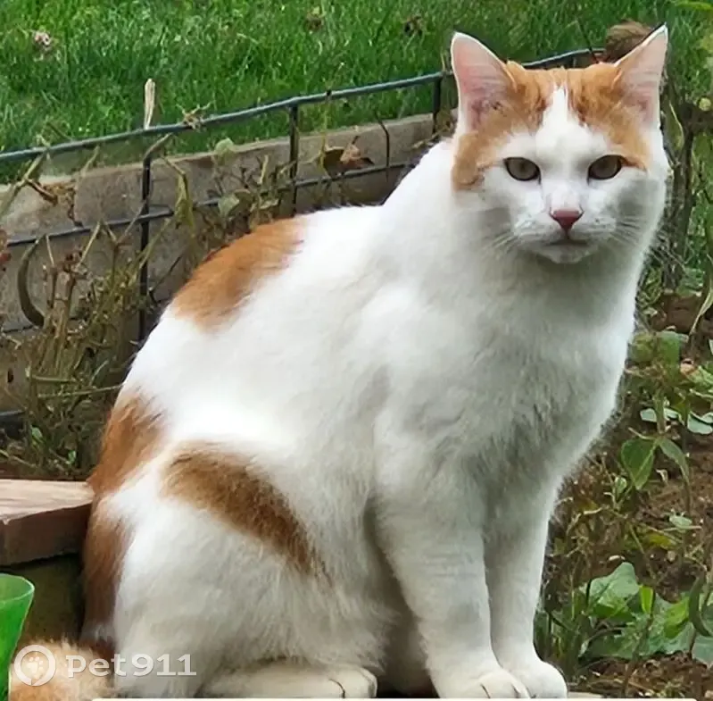 Chat perdu : TIRON, mâle blanc et roux - photo