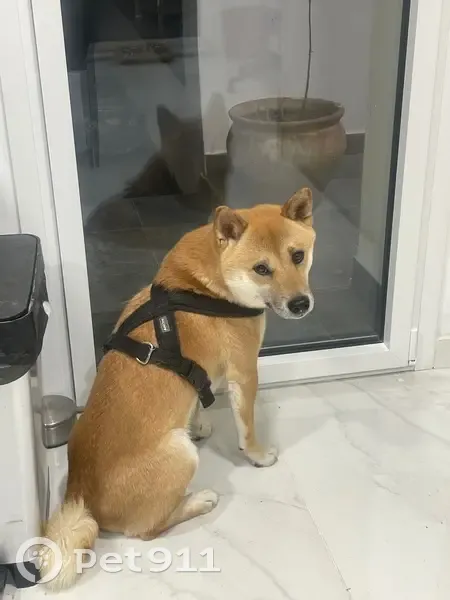 Chien Shiba Inu perdu à Challans - photo