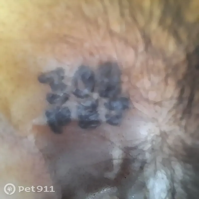 Chatte noire trouvée, tatouée, D12 Cassagnoles - photo
