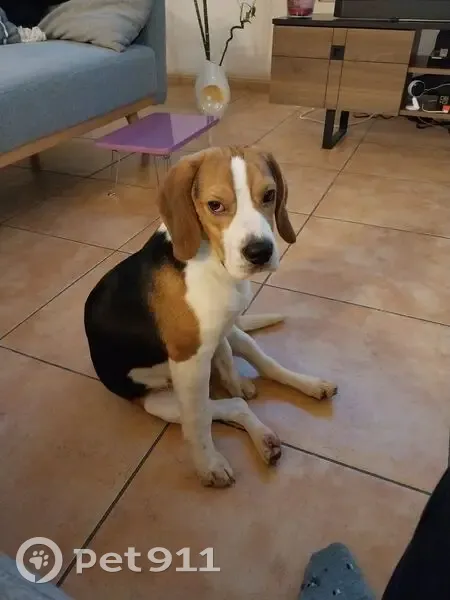Beagle 8 mois perdu à Brou : appelez-nous ! - photo