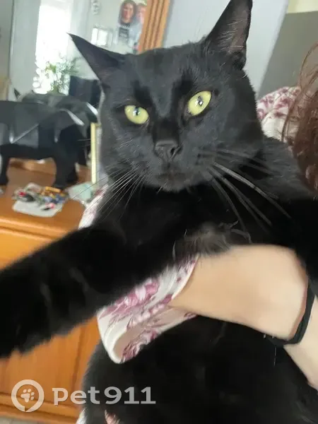 Chat noir perdu à Messia-sur-Sorne - photo