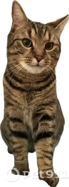 Chat perdu : Arthur, européen, Grande Rue 14 - photo