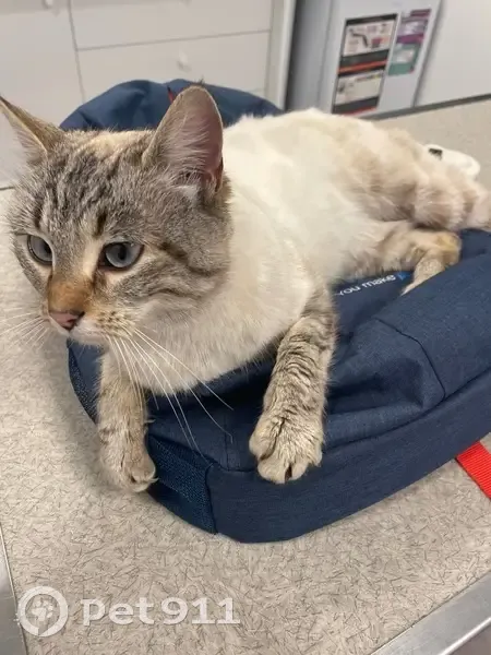 Chatte sociable trouvée à Léognan - photo