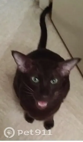 Chat siamois perdu à Chatou - photo