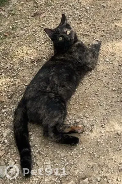 Chatte écaille perdue, patte blanche, Chazal Sud - photo