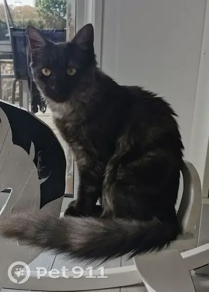 Chat noir perdu, 9 mois, Layrac - photo