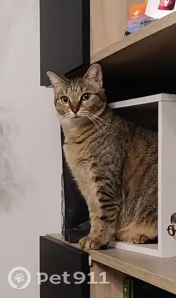 Chatte tigrée disparue à Mérignac - photo