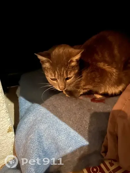 Chat gris trouvé au Clos du Pin, Beguey - photo