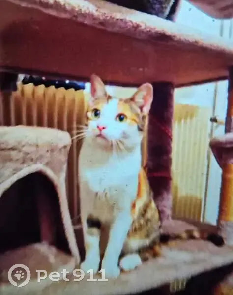 Chatte rousse perdue à Condat-sur-Vienne - photo