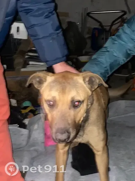 Chien mâle berger fauve trouvé errant - photo