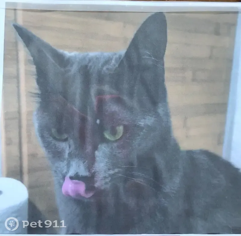 Kiwi, chat sociable, disparu à Fréjus - photo