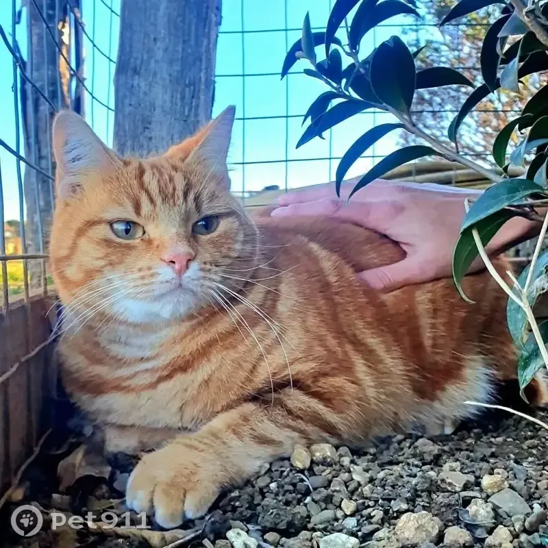 Chat roux perdu près du bois, Avignon - photo