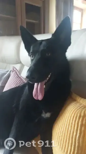 Chienne noire gestante trouvée à Magny-Montarlot - photo