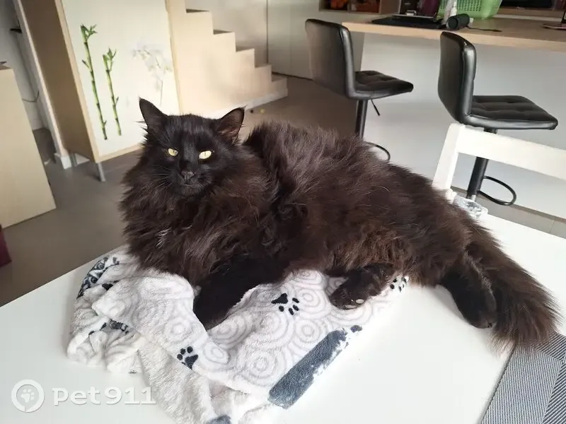 Chat noir disparu à Brindas - photo