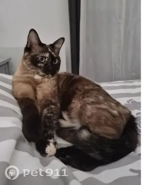 Chatte d'appartement disparue à Saclay - photo
