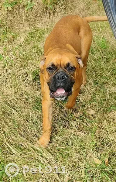 Boxer fauve perdu à Lafox - photo