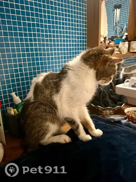 Chatte âgée trouvée Rue des Coudrais - photo