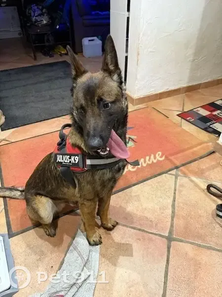 Chien malinois mâle trouvé à Vence - photo