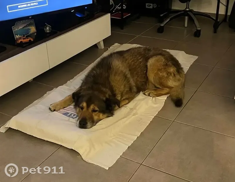 Chien docile trouvé à Tanneron - photo