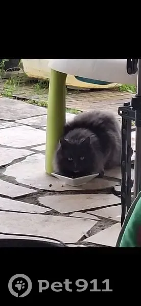 Chat adulte gris foncé trouvé, Coteaux-du-Blanzacais - photo