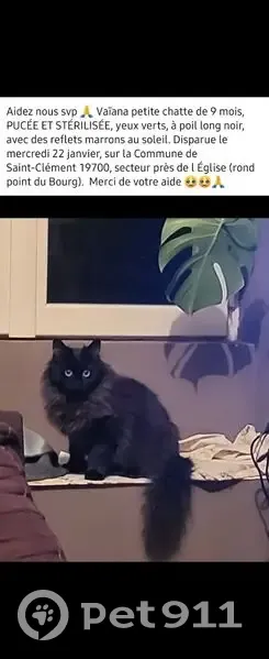 Chatte noire disparue, suspicion de vol - photo