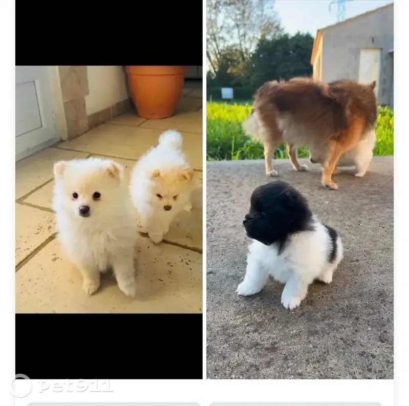 Chiens disparus à Morières-lès-Avignon - photo