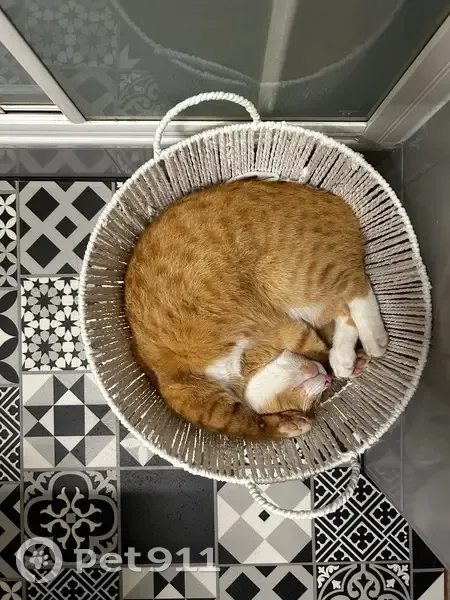 Chat perdu à Quimper, Voie Romaine - photo