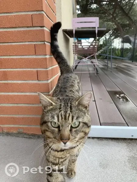Chat perdu, blessé, soins urgents, Colomiers - photo