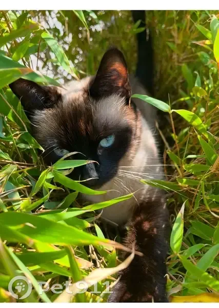Chatte siamoise perdue à Loos-en-Gohelle - photo