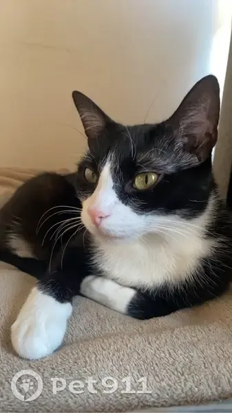 Chat européen noir et blanc perdu - photo
