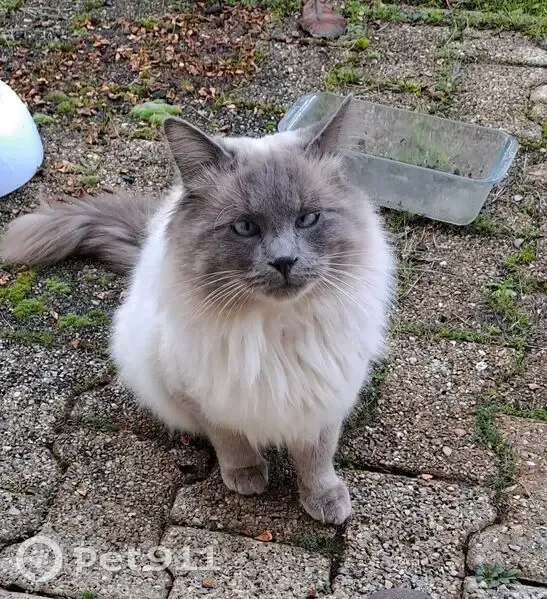 Chat trouvé : poils longs, yeux bleus - photo