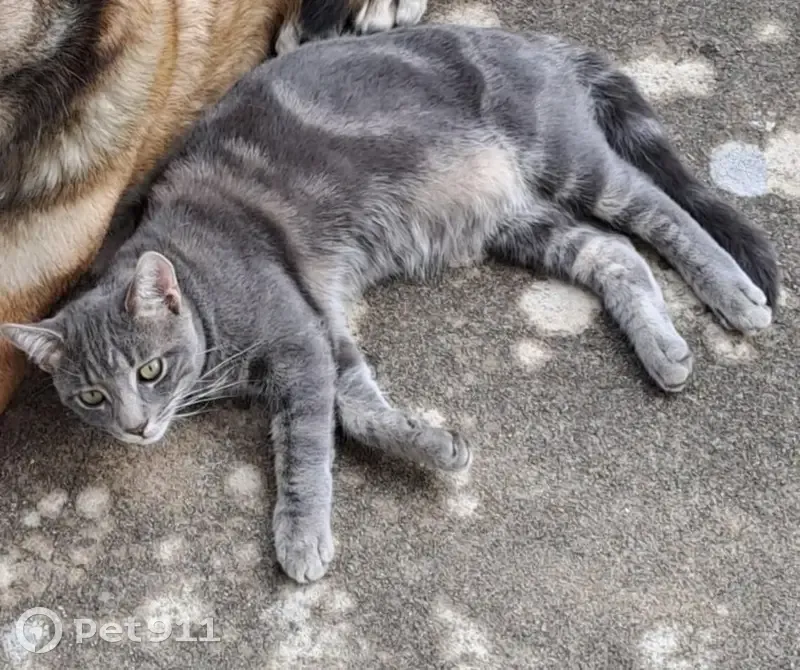 Chat tigré gris perdu à Saint-Sulpice - photo