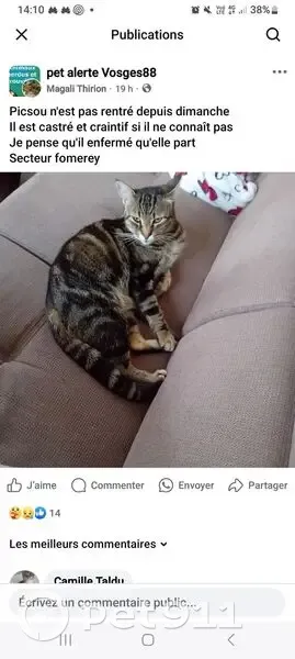 Chat tigré gris disparu à Fomerey - photo