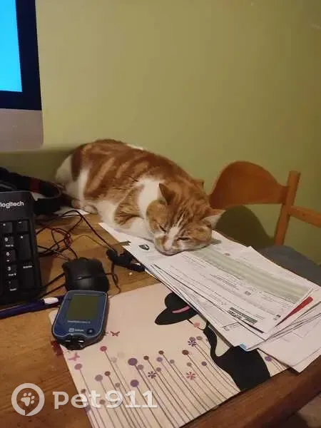 Chat roux et blanc disparu à Pernand - photo